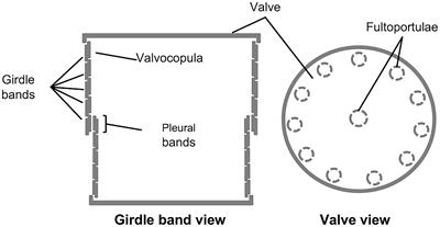 Targeting motifs in frustule-associated proteins from the centric diatom Thalassiosira pseudonana